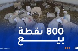 الجزائرية للحوم الحمراء: إنطلاق عملية بيع الأضاحي بداية من الأسبوع المقبل