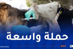 إطلاق حملة تلقيح واسعة ضد داء الكلب والحمى القلاعية للأبقار