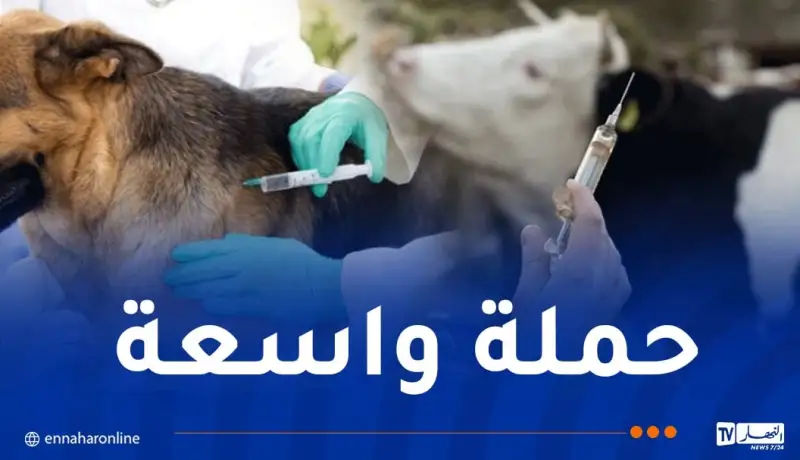 إطلاق حملة تلقيح واسعة ضد داء الكلب والحمى القلاعية للأبقار