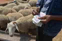 ميلة.. فتح أسواق الماشية