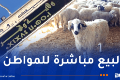 وهران.. بداية من الغد إنطلاق عملية بيع الأضاحي المستوردة بهذه الأماكن 