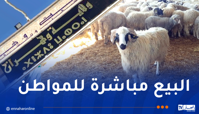 وهران.. بداية من الغد إنطلاق عملية بيع الأضاحي المستوردة بهذه الأماكن
