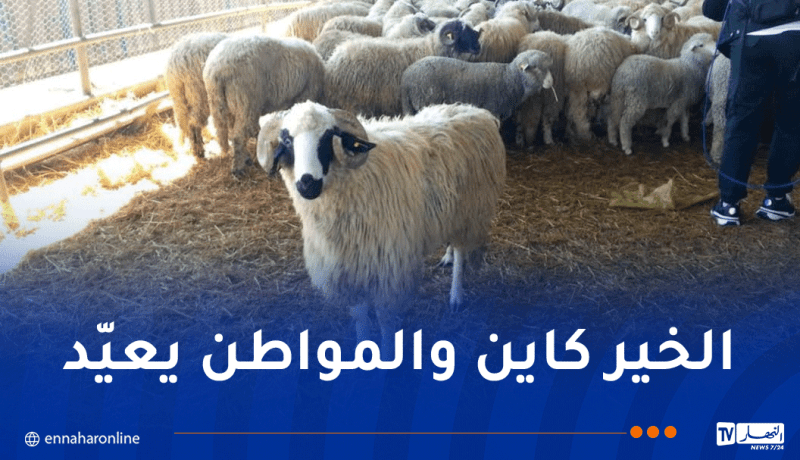 3 بواخر محمّلة بالأضاحي المستوردة تصل ميناءي العاصمة ووهران بدءاً من الغد