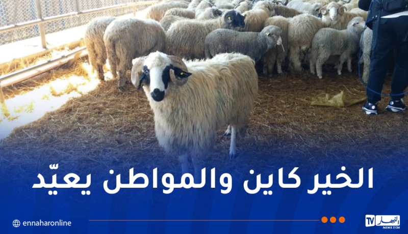 الأغواط.. بيع الأضاحي المستوردة للمواطنين مباشرة وبدون وساطة .. بهذه الشروط