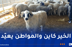 154 ألف كبش مستورد يصل موانئ الجزائر بداية من الثلاثاء إلى الجمعة