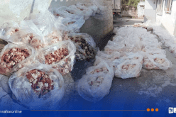 بجاية.. حجز قرابة 10 قناطير من اللحوم البيضاء الفاسدة