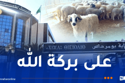 بداية من الغد ..  بيع الأضاحي المستوردة بولاية بومرداس 