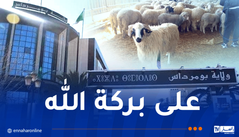 بداية من الغد .. بيع الأضاحي المستوردة بولاية بومرداس