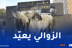 تيزي وزو.. هذه تفاصيل بيع الأضاحي المستوردة للمواطنين بداية من الغد 