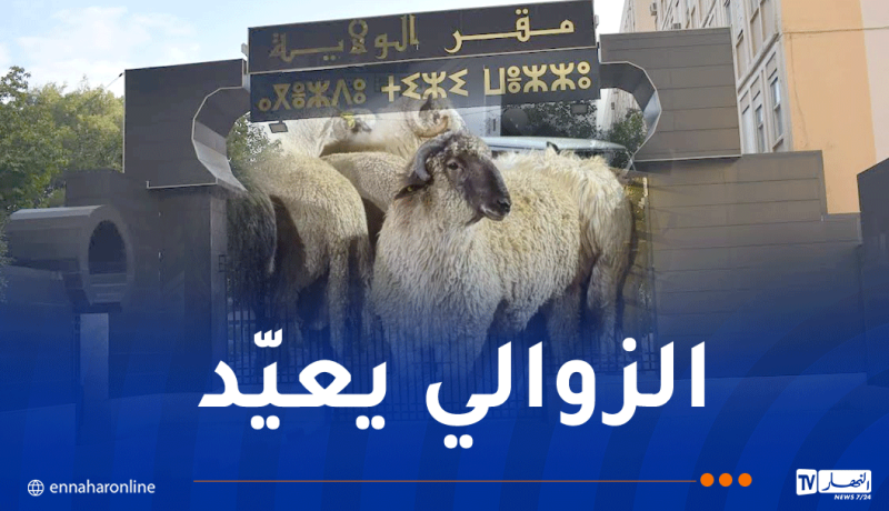 تيزي وزو.. هذه تفاصيل بيع الأضاحي المستوردة للمواطنين بداية من الغد