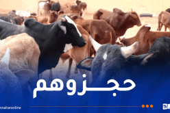 غرداية.. حجز حوالي 27 بقرة من سلالة إفريقية ببلدية سبسب
