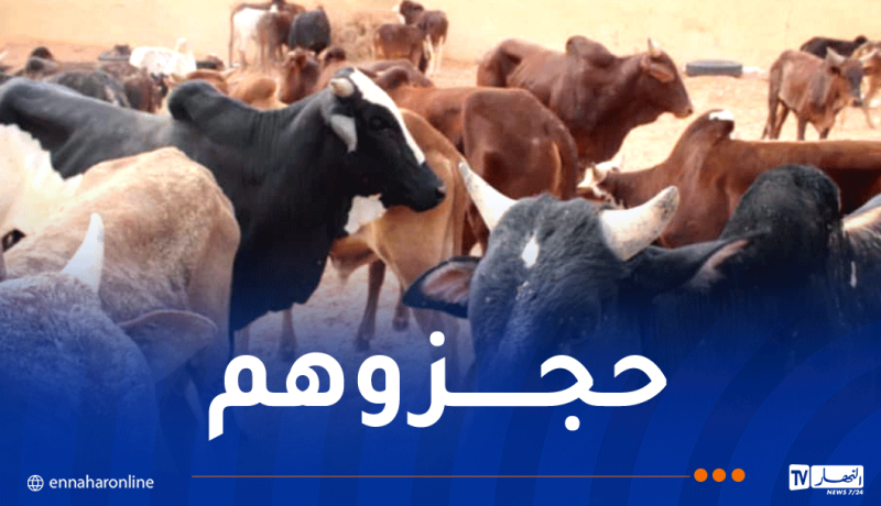 غرداية.. حجز حوالي 27 بقرة من سلالة إفريقية ببلدية سبسب