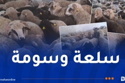 ميلة.. وصول أولى الدفعات من الأضاحي المستوردة  