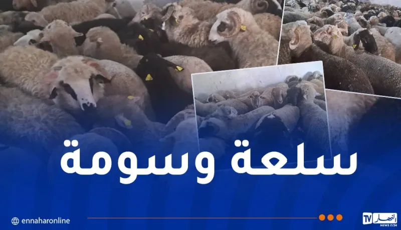 ميلة.. وصول أولى الدفعات من الأضاحي المستوردة