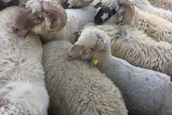 بجاية.. انطلاق عملية بيع الأضاحي المستوردة اليوم