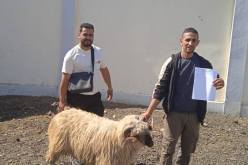 انطلاق عملية بيع الأضاحي المستوردة ببومرداس