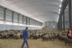 جيجل.. استكمال عملية بيع الأضاحي المستوردة اليوم