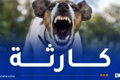 وفاة طفل بعضة كلب مُصاب بداء الكلب في باتنة