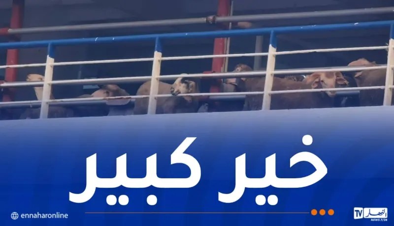 ميناء الجزائر يستقبل غدا الثلاثاء باخرتين محملتين بالأضاحي المستوردة