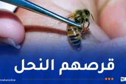 وفاة شخصين وإصابة إثنين آخرين بسبب لسعات النحل بمستغانم