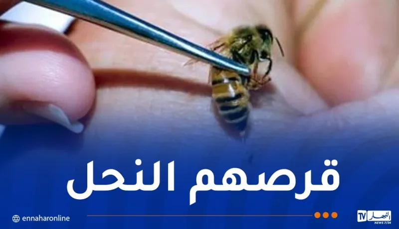 وفاة شخصين وإصابة إثنين آخرين بسبب لسعات النحل بمستغانم
