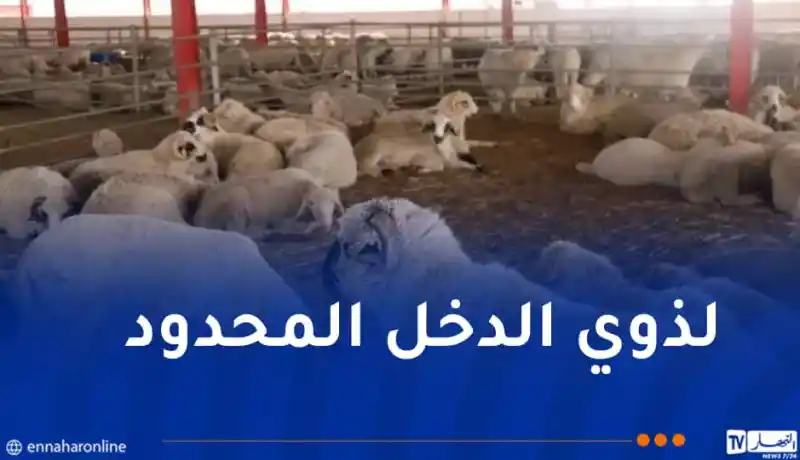 الدخل أقل من “5 ملايين”.. إعلان هام للراغبين في إقتناء أضاحي العيد المستوردة