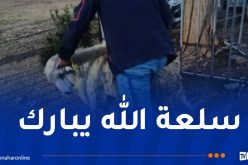 بالصور.. إنطلاق عملية بيع الأضاحي المستوردة