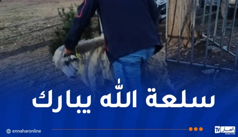 بالصور.. إنطلاق عملية بيع الأضاحي المستوردة