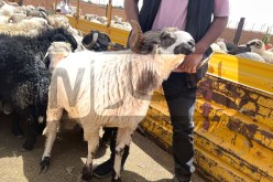 الطارف.. انطلاق بيع الأضاحي المستوردة للمواطنين بهذه الشروط