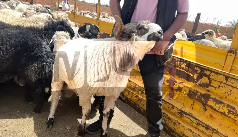 الطارف.. انطلاق بيع الأضاحي المستوردة للمواطنين بهذه الشروط