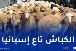 باخرة مُحملة بالأضاحي المستوردة تدخل منطقة خليج الجزائر
