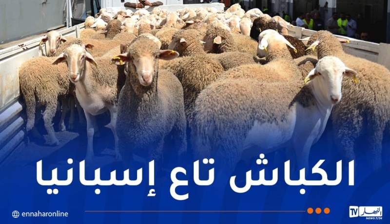 باخرة مُحملة بالأضاحي المستوردة تدخل منطقة خليج الجزائر