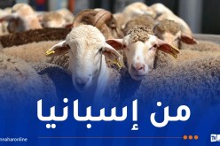 8 آلاف رأس غنم مستوردة تصل إلى ميناء الجزائر