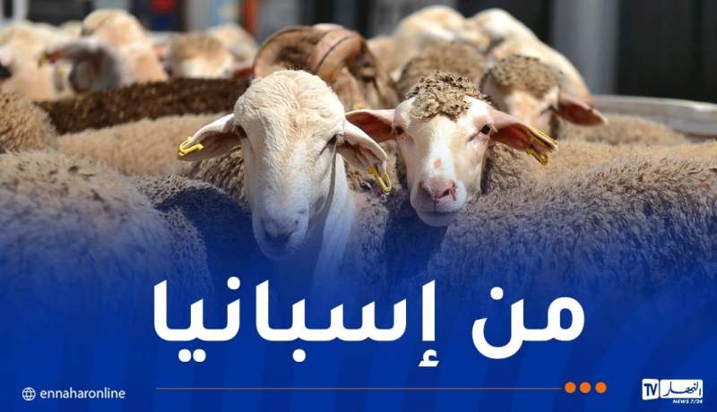 8 آلاف رأس غنم مستوردة تصل إلى ميناء الجزائر