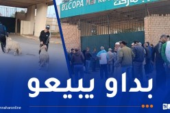 انطلاق عملية بيع الأضاحي المستوردة بمستغانم