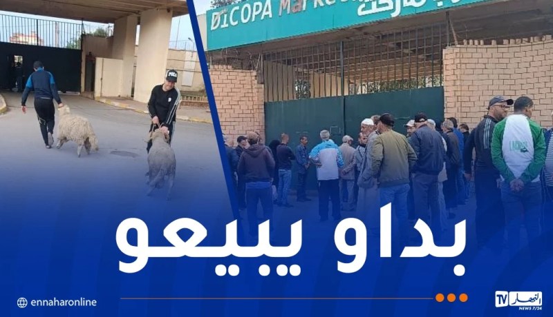 انطلاق عملية بيع الأضاحي المستوردة بمستغانم