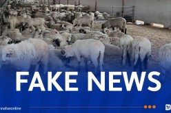 مديرية المصالح الفلاحية بسطيف تُكذب خبر إخراج 50 خروف روماني وتقديمها لمقاول!