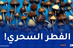7 سنوات سجنا لطلبة جامعيين حوّلوا إقامة لحديقة تجارب لزراعة المخدرات!