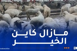وزارة الفلاحة تكشف عن موعد نهاية بيع الأضاحي المستوردة