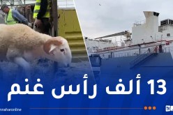 ميناء وهران.. وصول باخرة محملة بالأضاحي الإسبانية