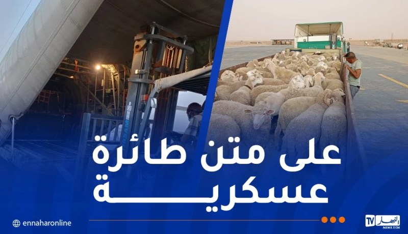 وصول أول دفعة من الأضاحي المستوردة إلى إن قزام