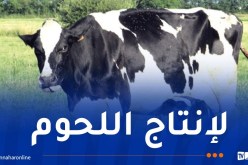 30 ألف هكتار لمجمع “BF” الإيطالي بتيميمون