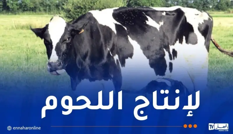 30 ألف هكتار لمجمع “BF” الإيطالي بتيميمون