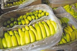 محكمة السانية.. 12 سنة سجنا نافذا لـ 4 أشخاص للمضاربة في مادة الموز