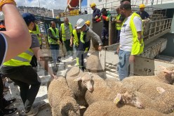 غليزان ..الانطلاق في بيع الأضاحي المستوردة هذا الخميس