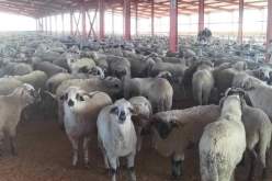 توقيف عصابة خبأت أقراص “الصاروخ” داخل “كبش”