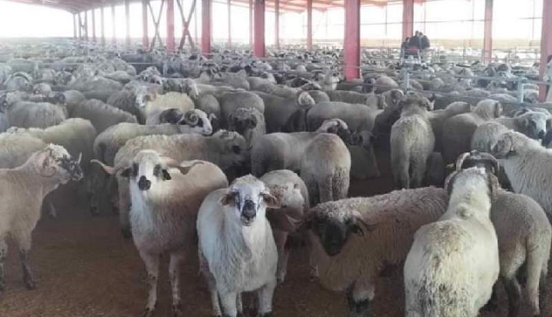 ولاية الطارف تفتتح نقاطا جديدة لبيع المواشي المستوردة