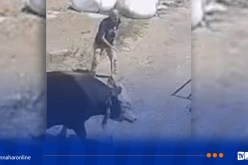 سطيف.. وفاة شخص تلقى ضربة من ثور كان بصدد ذبحه في عيد الأضحى