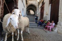 كلمة ركن قلوب حائرة بمناسبة عيد الأضحى..