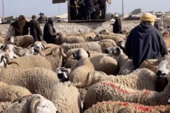 السلطات المغربية تقرر غلق أسواق المواشي لمدة أسبوع